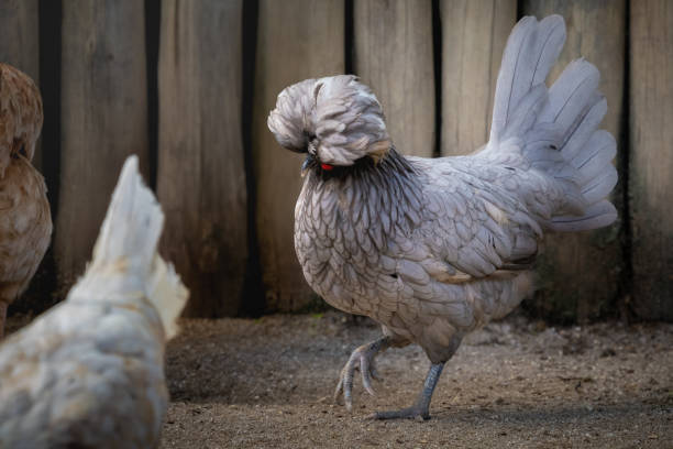 Polish Chicken with beautiful Crest Polish Chicken with beautiful Crest gallus gallus domesticus stock pictures, royalty-free photos & images