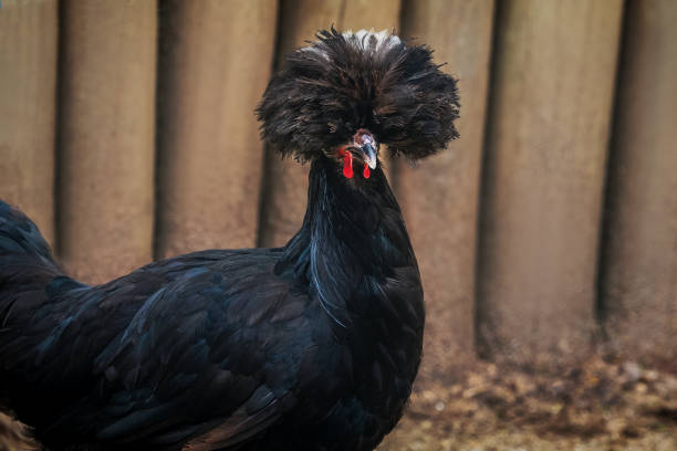 Polish Chicken with beautiful Crest