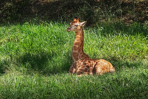 Baby Rothschilds Giraffe (Giraffa camelopardalis rothschildi)