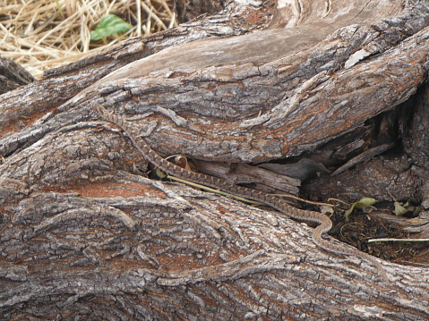 Baby snake on tree trunk