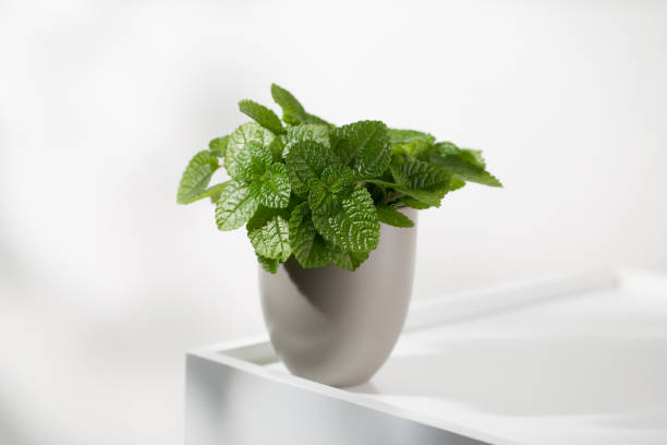 Creeping charlie ornamental plant or pilea nummulariifolia Creeping charlie ornamental plant or pilea nummulariifolia in the gray pot on a wooden table. pilea nummulariifolia stock pictures, royalty-free photos & images