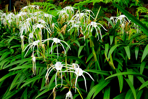 Spider Lily plant found on the Madeira Island Portugal