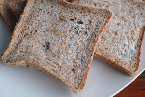 Close-up shot of rotten wheat bread on a plate. There are molds on the surface of the bread.