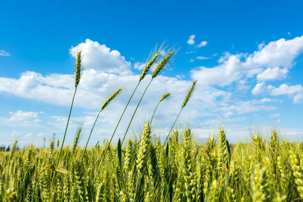 istock The wheat fields are under the blue sky and white clouds 1823409337