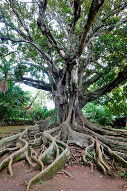 istock Morton Bay Fig or Australian banyan tree 1823409868