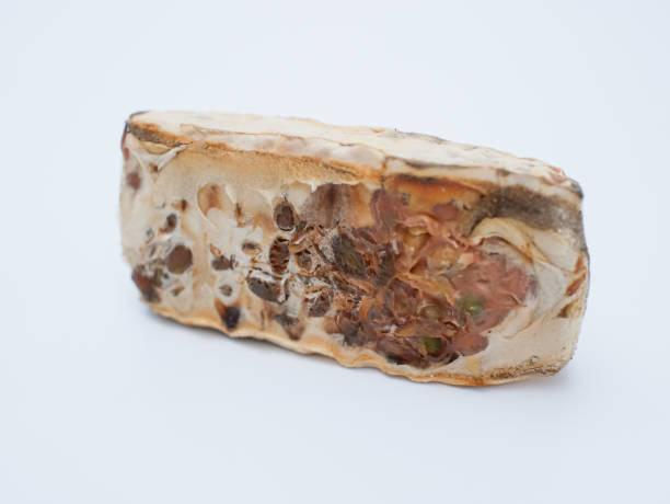 istock rotten and moldy tempeh, expired tempeh isolated on white background 1823418676