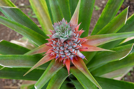 Flowering pineapple plant at pineapple plantation in San Miguel Portugal