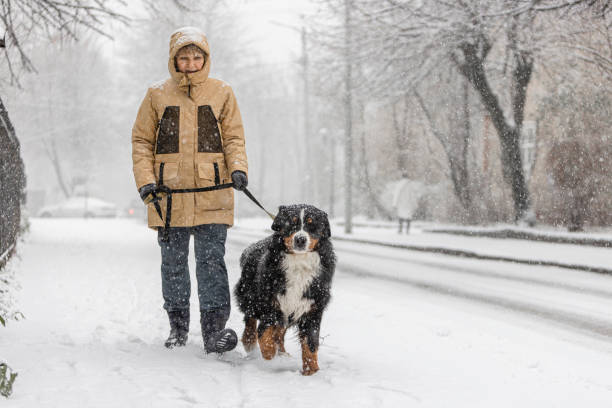 istock Dog walking in the snowy weather, approaching the camera. 1823425499