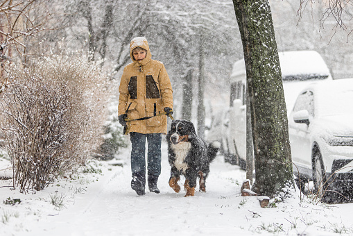 Mature woman in a yellow winter jacket is walking her Bernese mountain dog on the street in the snowy weather. They go in the direction of the camera  along the road.