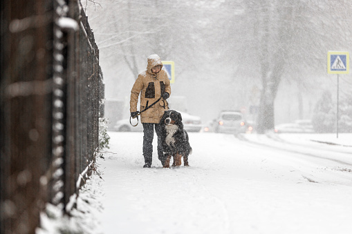 Man is playing with his yellow labrador retriever in winter landscape