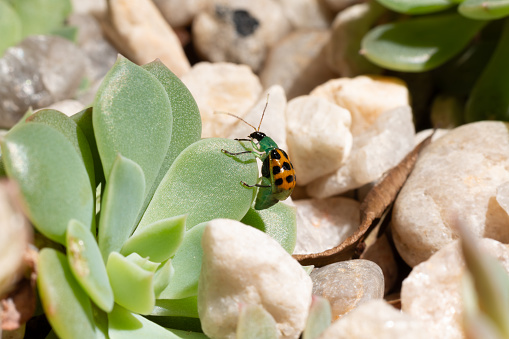 Photograph of green and yellow ladybug waving its antenna on a succulent plant.