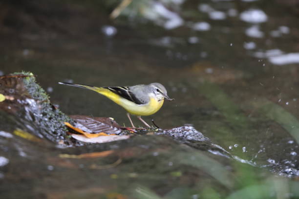 istock Grey wagtail (Motacilla cinerea) in Japan 1823429669