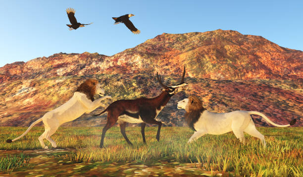 istock American Lions attack Kyptoceras 1823434830