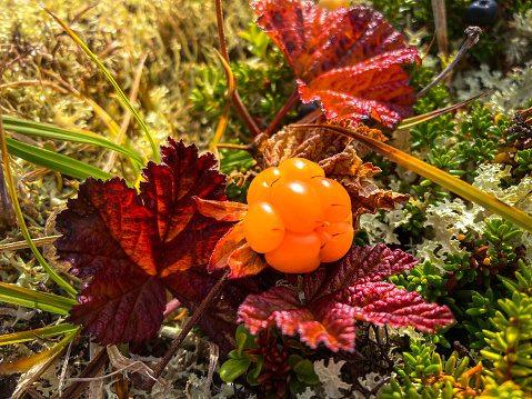 Cloudberry close-up Rubus Chamaemorus sweet berry native to Northern Hemisphere also known as salmonberry