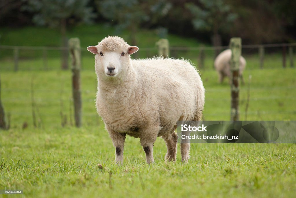 Mouton - Photo de Mouton libre de droits