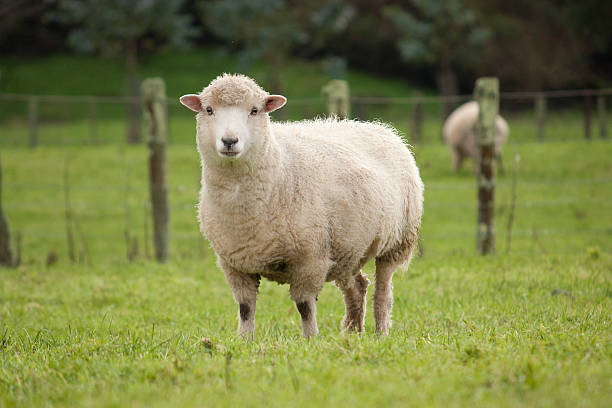 羊 - rural scene non urban scene domestic animals sheep ストックフォトと画像