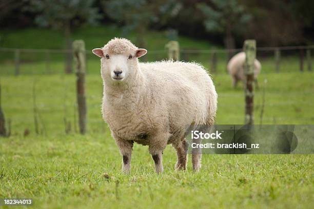 Sheep Stock Photo - Download Image Now - Sheep, Ewe, Wool
