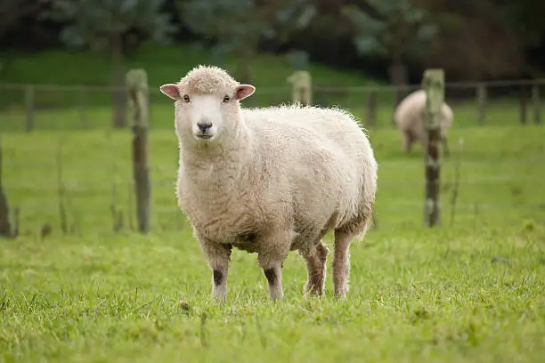 A ewe standing in a lush New Zealand paddock.