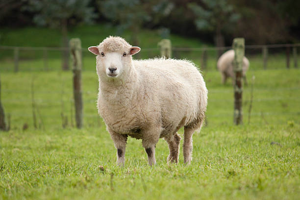 ovelhas - sheep - fotografias e filmes do acervo