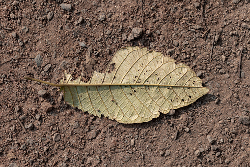 Photograph of decomposing leaf on the ground.