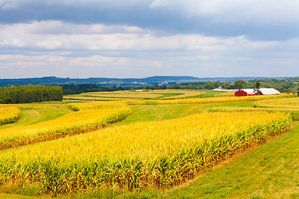 istock American Countryside Corn Field With Stormy Sky 182345229