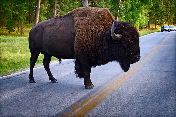 Bisonte americano - foto stock