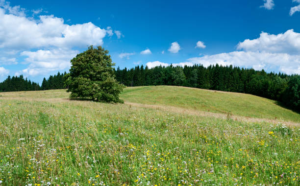 istock Highland panorama 65MPix XXXXL meadow, lonely tree, forest, blue sky 182345760