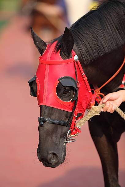 istock Horse head with Red Blinders 182346406