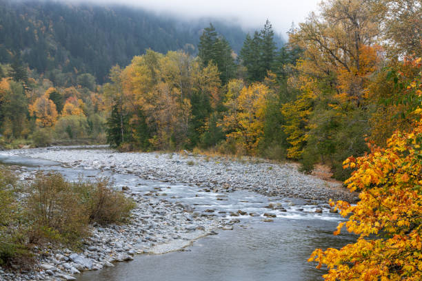 istock Autumn color on a misty day 1823467243