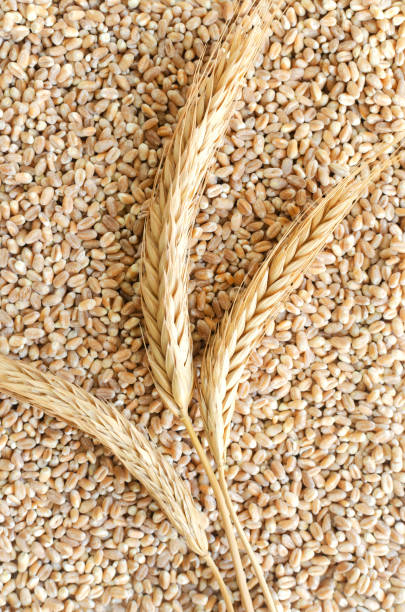 Three ears on a background of wheat grains. Rustic style. Concept of healthy food. Vertical orientation. Top view. stock photo