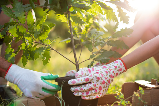 Two people planting tree in a park. Environmental conservation. Save Planet.