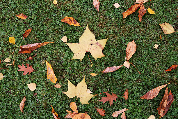 queda leafes - leafes autumn grass nature imagens e fotografias de stock