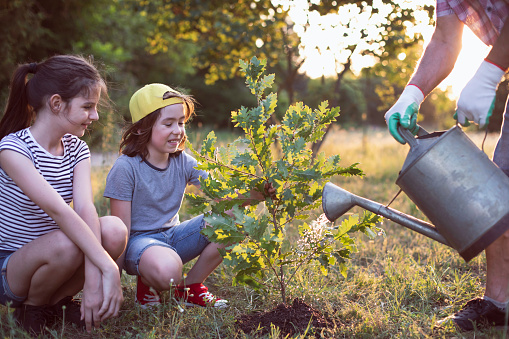 Happy grandfather and his two grandchildren  planting tree in a park.
