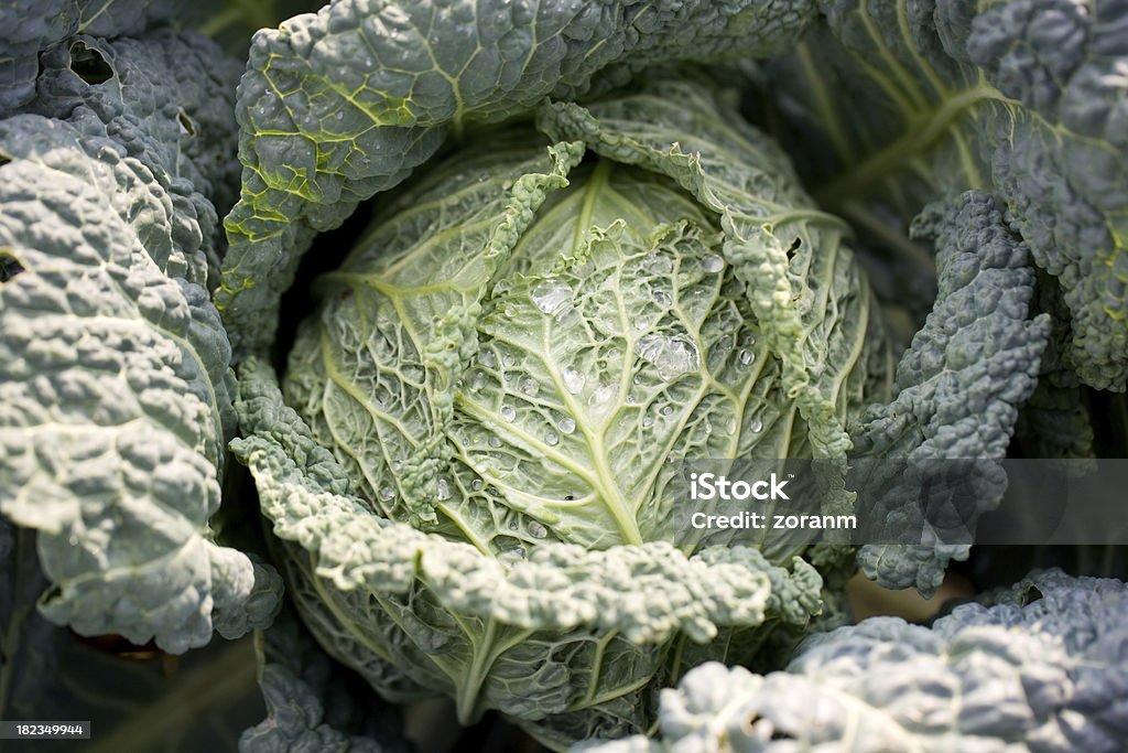 savoy cabbage close-up of fresh savoy cabbage in the field Cabbage Stock Photo