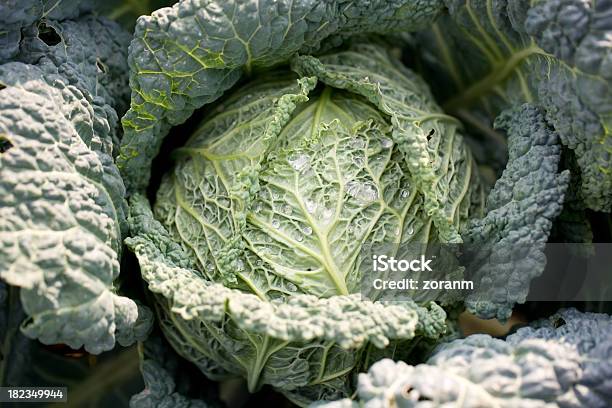 Savoy Cabbage Stock Photo - Download Image Now - Cabbage, Color Image, Crucifers