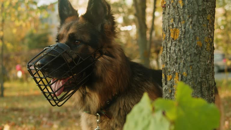 German shepherd dog in a muzzle portrait in the autumn park close-up. Purebred dog. Pets walking in forest. Police pet. Outdoor.