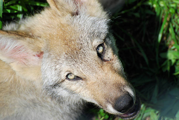 Gray Wolf Cub stock photo