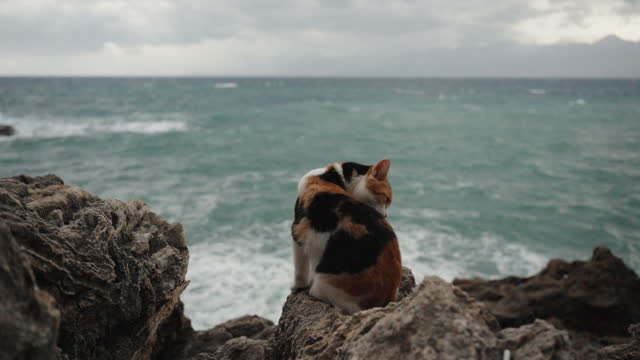 Multicolored Cat Sits on the Rocks by the Sea Against the Stormy Background, Drenched and Now Grooming Its Fur. Slow Motion.