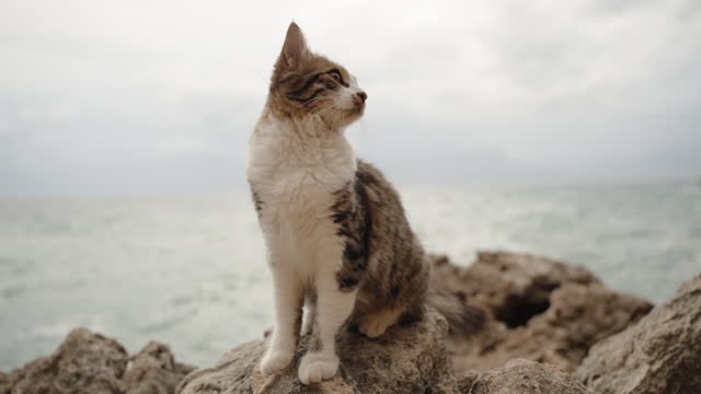 Beautiful Striped Cat with White Fur Sits on a Rock Against the Overcast Sky and Sea, Gazing Somewhere Sideways with a Dignified Look. Slow Motion.