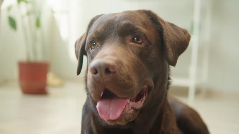 Labrador dog portrait. Brown retriever looking in camera close-up, obedient puppy posing. Happy domestic animal concept, best friends, relaxing at home, breathing with tongue out.