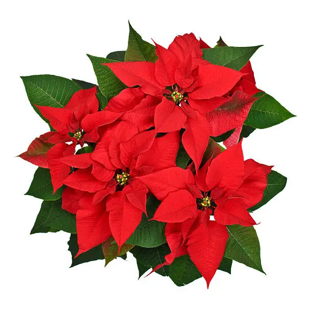 Poinsettia plant top view