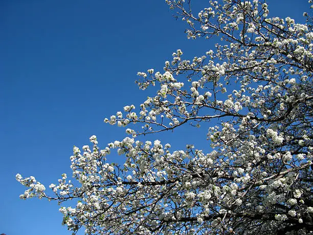 Cherry fruit tree blossom on the sky background.
