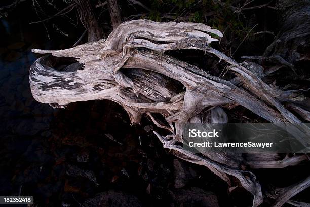 Wolfs Head Treibholz Stockfoto und mehr Bilder von Abstrakt - Abstrakt, Baum, Fotografie