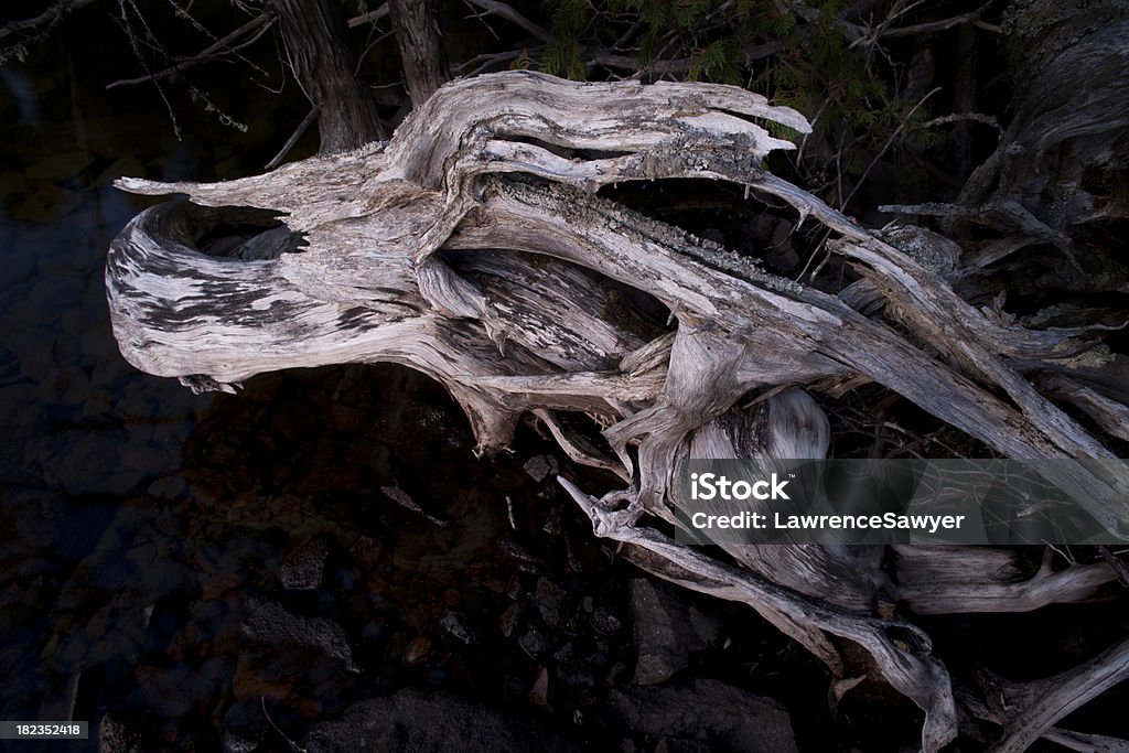 Lobo's head driftwood - Foto de stock de Abstracto libre de derechos