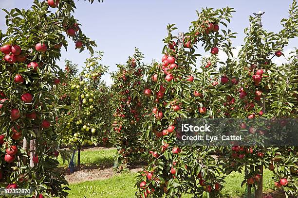 Huerto 83 Xxxl Foto de stock y más banco de imágenes de Agricultura - Agricultura, Aire libre, Alimento