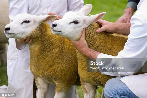 Bewertung Stockfoto und mehr Bilder von Nutztier - Nutztier, Urteil - Konzepte, Rekord aufstellen