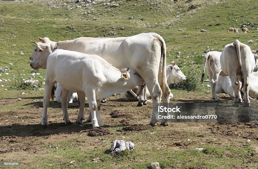 Mamando uma vaca bezerro - Foto de stock de Agricultura royalty-free