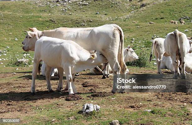 Cria De Uma Vaca Em Aleitamento - Fotografias de stock e mais imagens de Agricultura - Agricultura, Animal, Ao Ar Livre