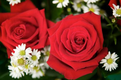 Close-up of two deep red roses with a sprinkling of cute white daisies