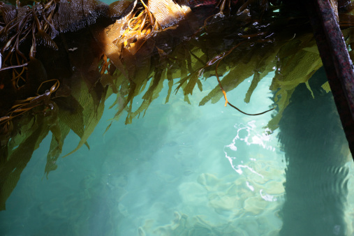 A vertical shot of blades of kelp under the sunlight near the Shetland Islands, UK